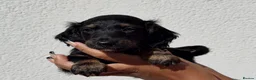 Miniature Dachshund dogs for sale: KC short haired and long haired puppies  - Advert 9