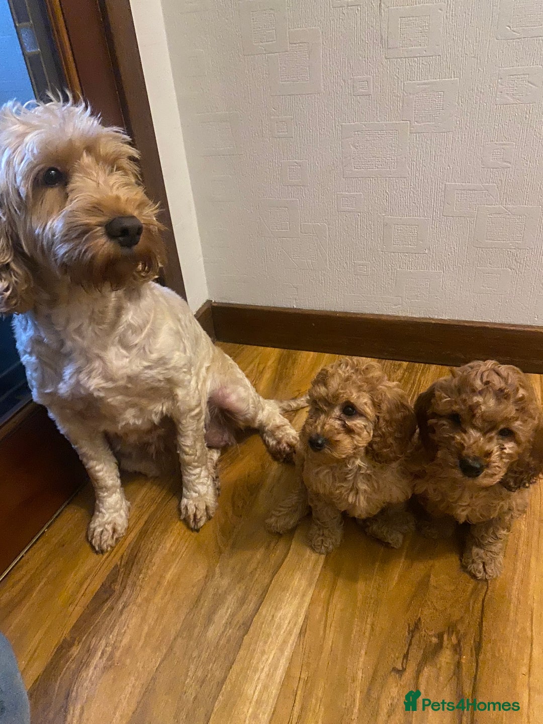 Cockapoo dogs for sale: Cockatoo puppies - Advert 12