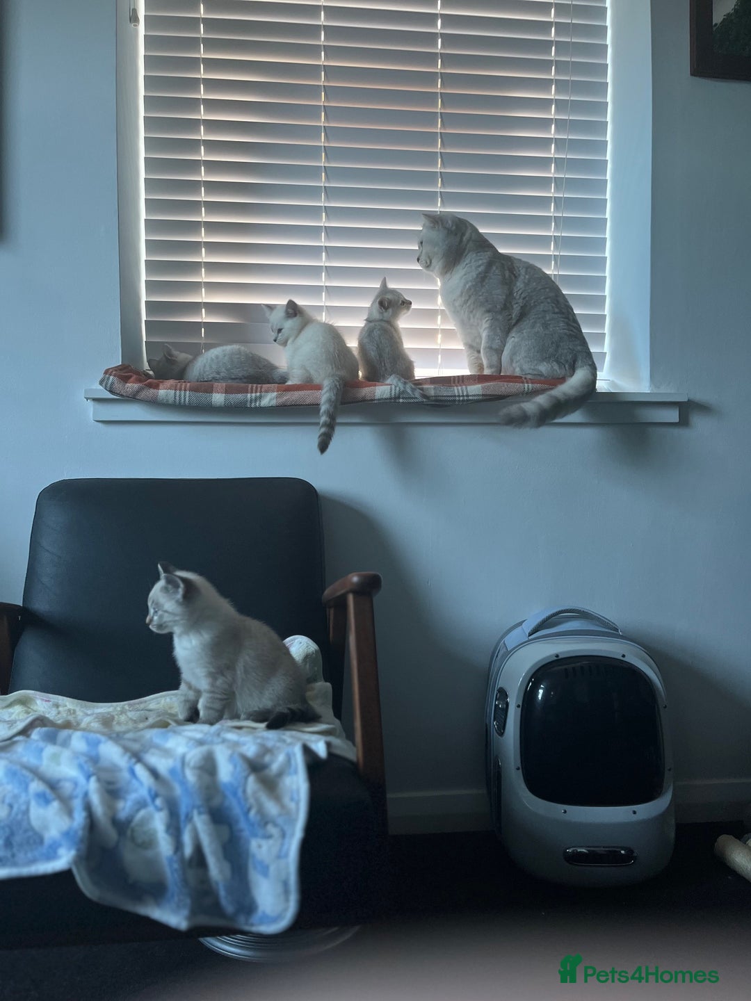 British Shorthair cats for sale: BRITISH SHORTHAIR KITTENS - Advert 23