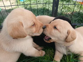 Labrador Retriever dogs Gorgeous chunky labrador puppies - Advert 3