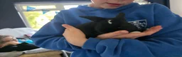 Mini Lop rabbits for sale: Baby rabbit - Advert 8