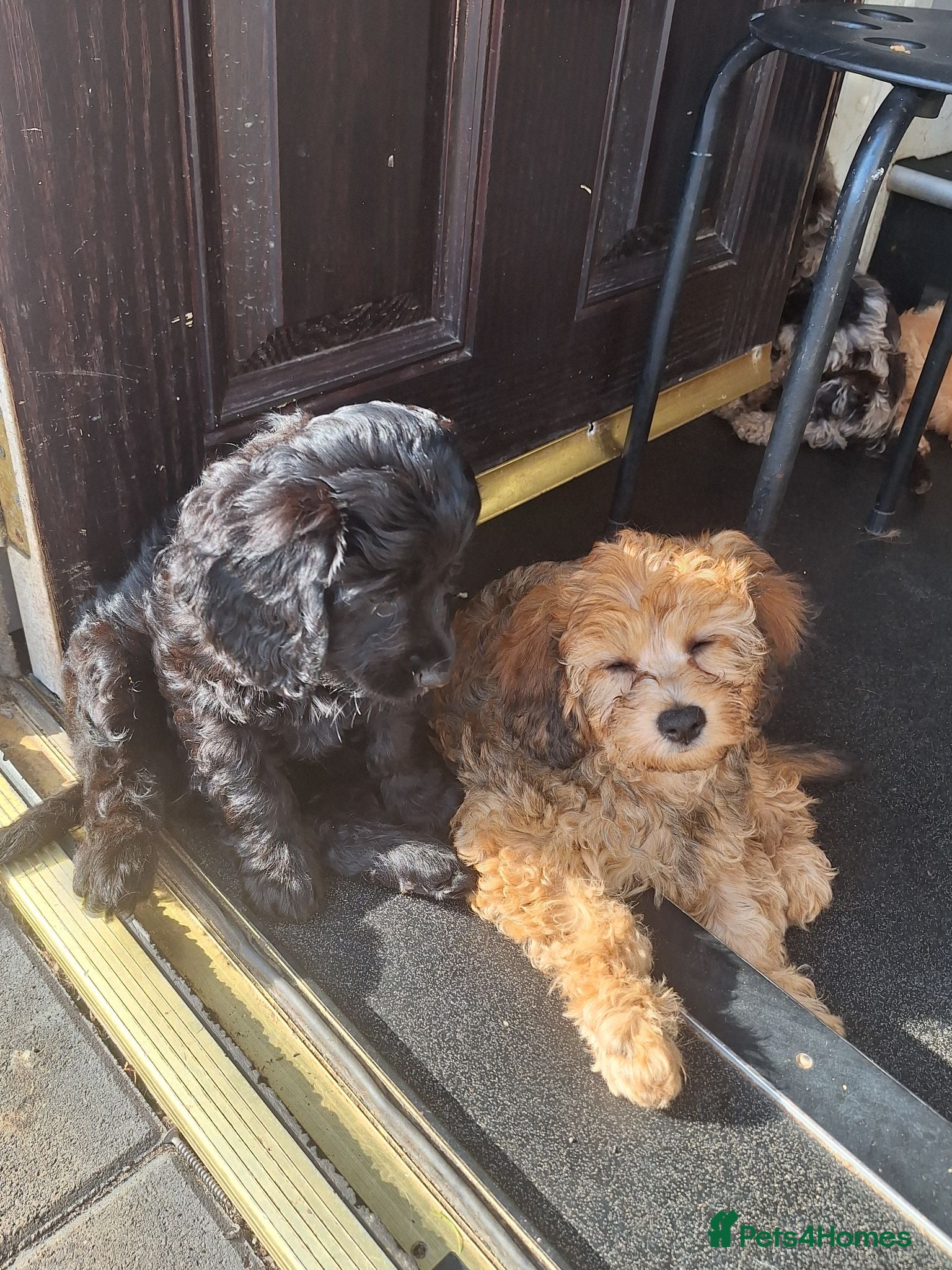 Cavapoo dogs F1 CAVAPOO READY NOW - Advert 1
