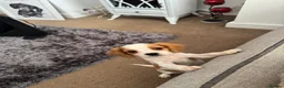 Cavalier King Charles Spaniel dogs for sale: Cavalier Puppies - Advert 13