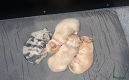 Miniature Dachshund dogs for sale: KC Long Haired Cream Carriers Miniature Dachshunds - Image 25