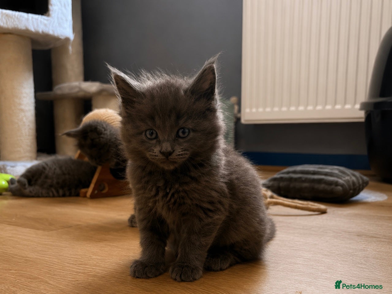 Maine Coon cats TICA registered boys Maine Coon  - Advert 2