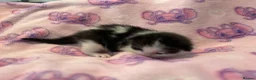 Mixed Breed cats for sale: Frankie’s Kittens Ready 20th August - Advert 25