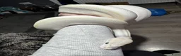 Python Snake reptiles for sale: Black Eyed Lucy Ball Python  - Advert 11