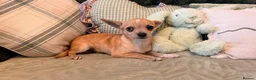 Chihuahua dogs for sale: Chihuahua puppies for sale !!  - Advert 7