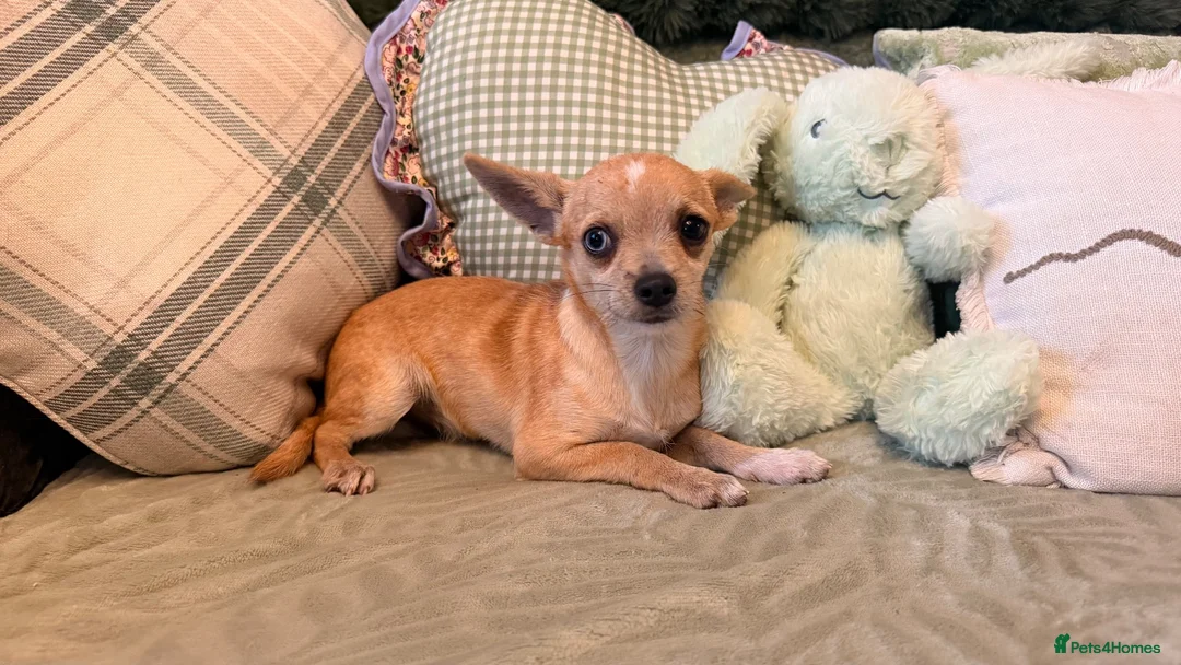 Chihuahua dogs for sale: Chihuahua puppies for sale !!  - Advert 7
