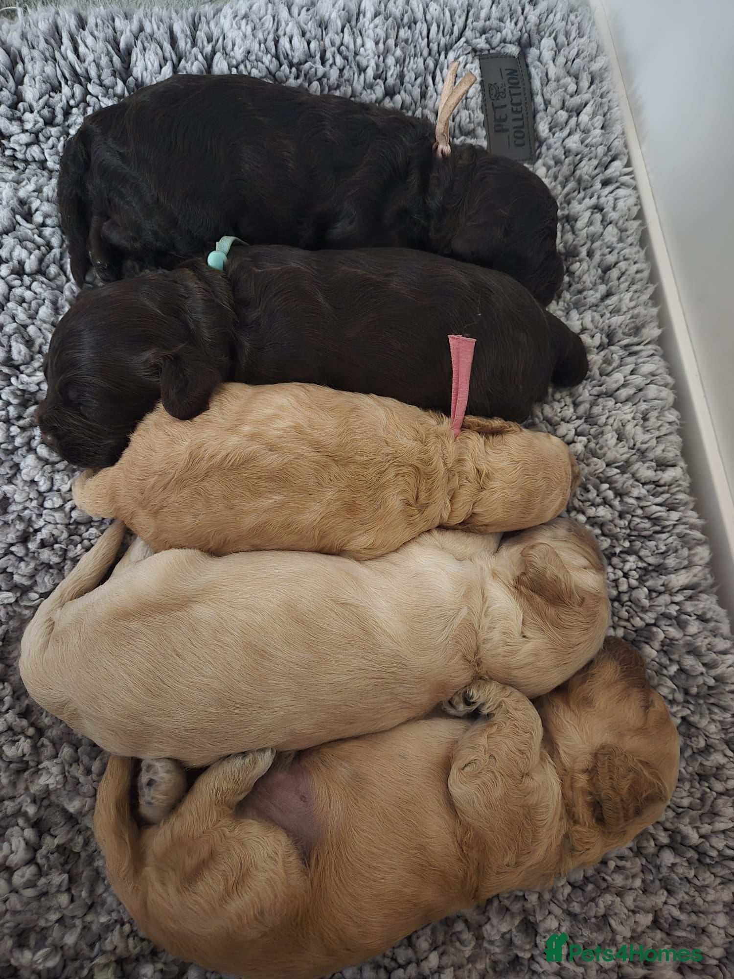 Cockapoo dogs Cockapoo puppies - Advert 2