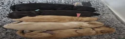 Cockapoo dogs for sale: Cockapoo puppies - Advert 15