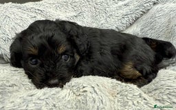 Cavapoo dogs for sale: 🧸Beautiful F1 Cavapoo Puppies, Boy Available🧸 - Image 3