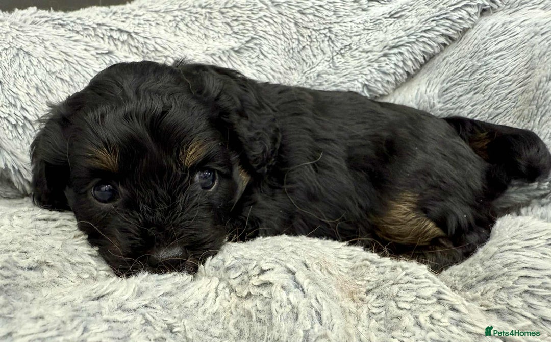 Cavapoo dogs for sale: 🧸Beautiful F1 Cavapoo Puppies, Boy Available🧸 - Image 3