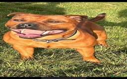 Staffordshire Bull Terrier dogs for sale: Red Staffordshire Bull Terrier Puppies - Image 2