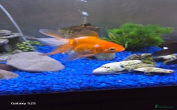 Mollies fish for sale: 3 x fish - Image 1