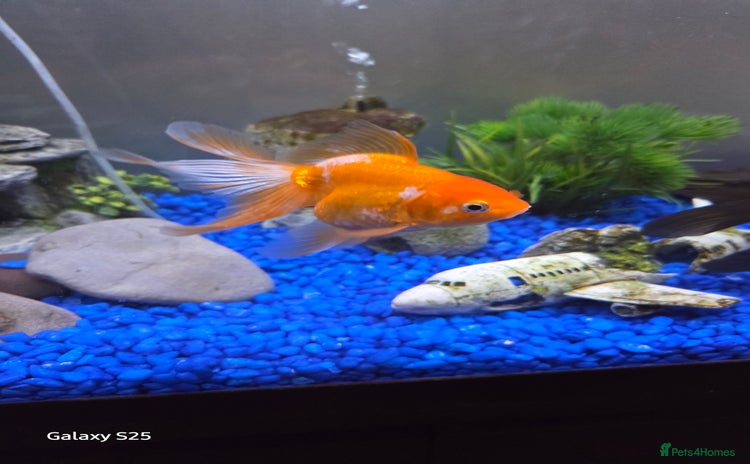 Mollies fish - Advert 5