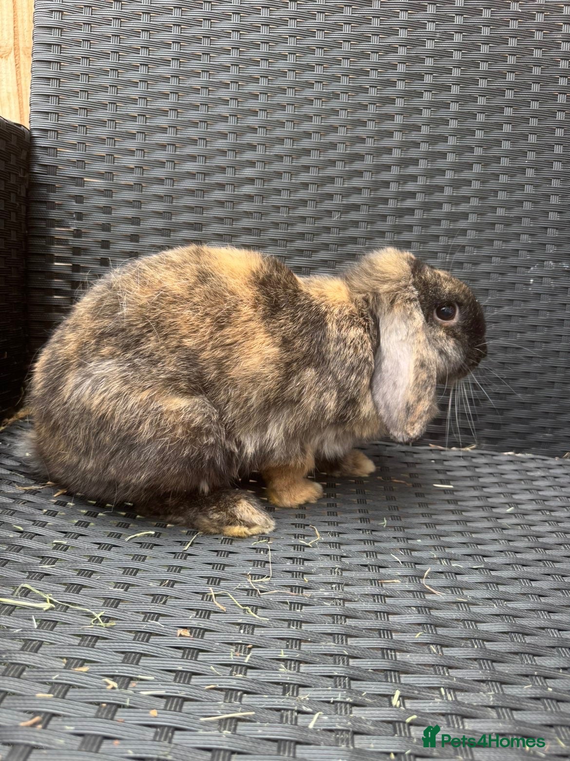 Mini Lop rabbits Mini Lop doe looking for a new 🏡. - Advert 10