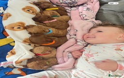 Cavapoo dogs for sale: 🐶F1B STUNNING CAVAPOOS 🐶 - Image 6