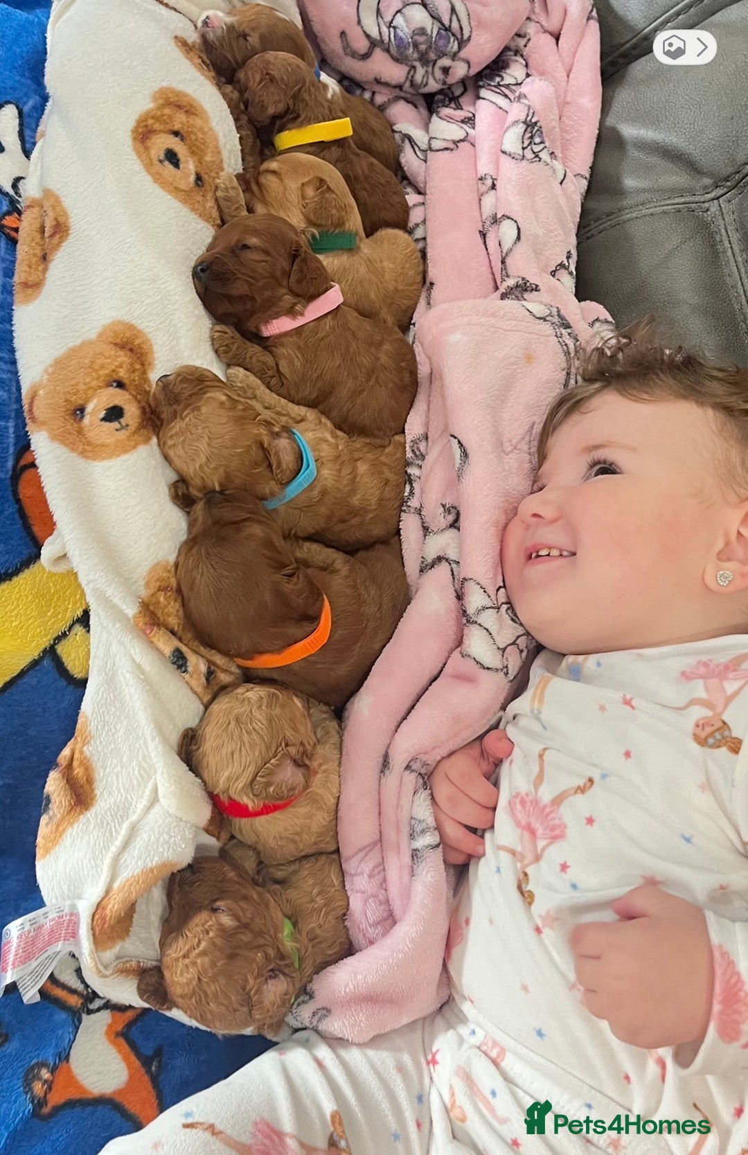 Cavapoo dogs for sale: 🐶F1B STUNNING CAVAPOOS 🐶 - Image 6