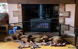 Rhodesian Ridgeback dogs for sale: LADYLIUWA KC REG. LITTER: LAST TWO PUPS FOR SALE in Grantham - Image 22