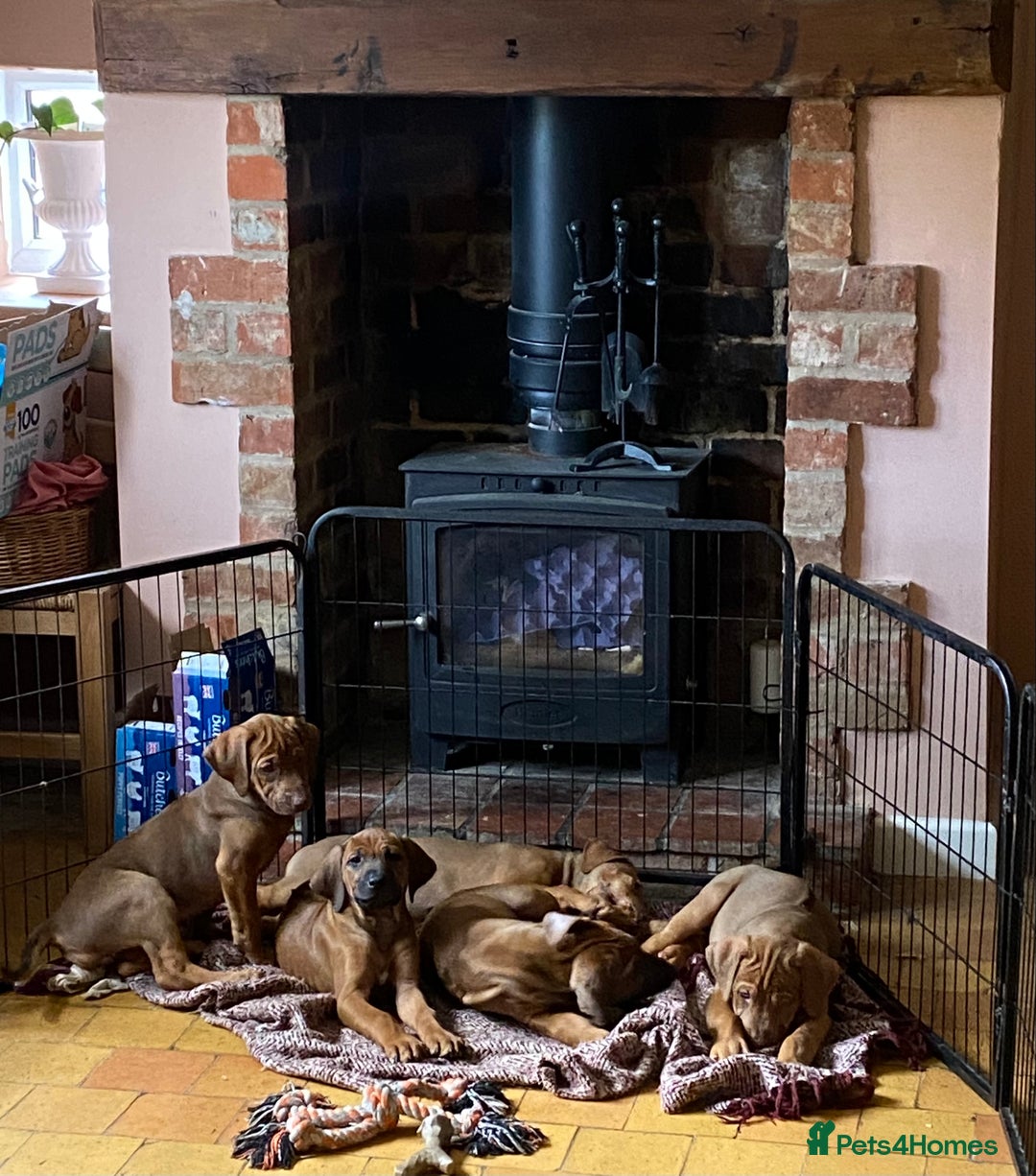 Rhodesian Ridgeback dogs for sale: LADYLIUWA KC REG. LITTER: LAST TWO PUPS FOR SALE in Grantham - Image 22