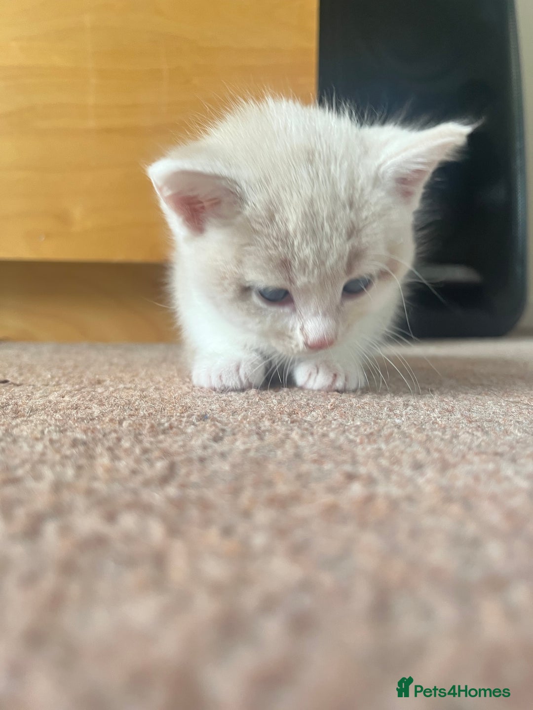 Mixed Breed cats for sale: Sweetest 5 kittens  - Image 3