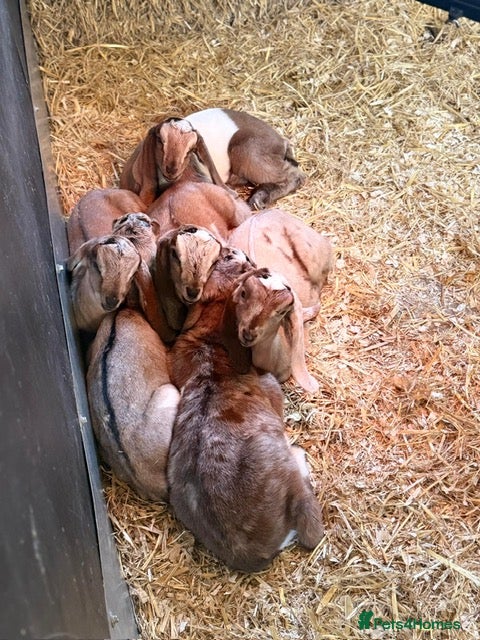 Goats livestock Nubian Goats - Advert 10