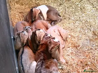 Goats livestock Nubian Goats - Advert 10