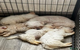 Maltipoo dogs for sale: 4 beautiful maltipoos  - Image 9
