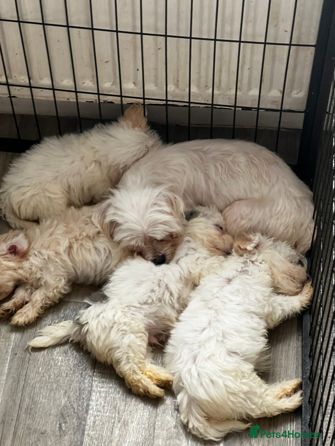 Maltipoo dogs for sale: 4 beautiful maltipoos  - Image 9