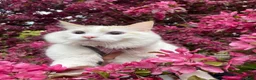 Ragdoll cats for sale: Tortie point ragdoll - Advert 2