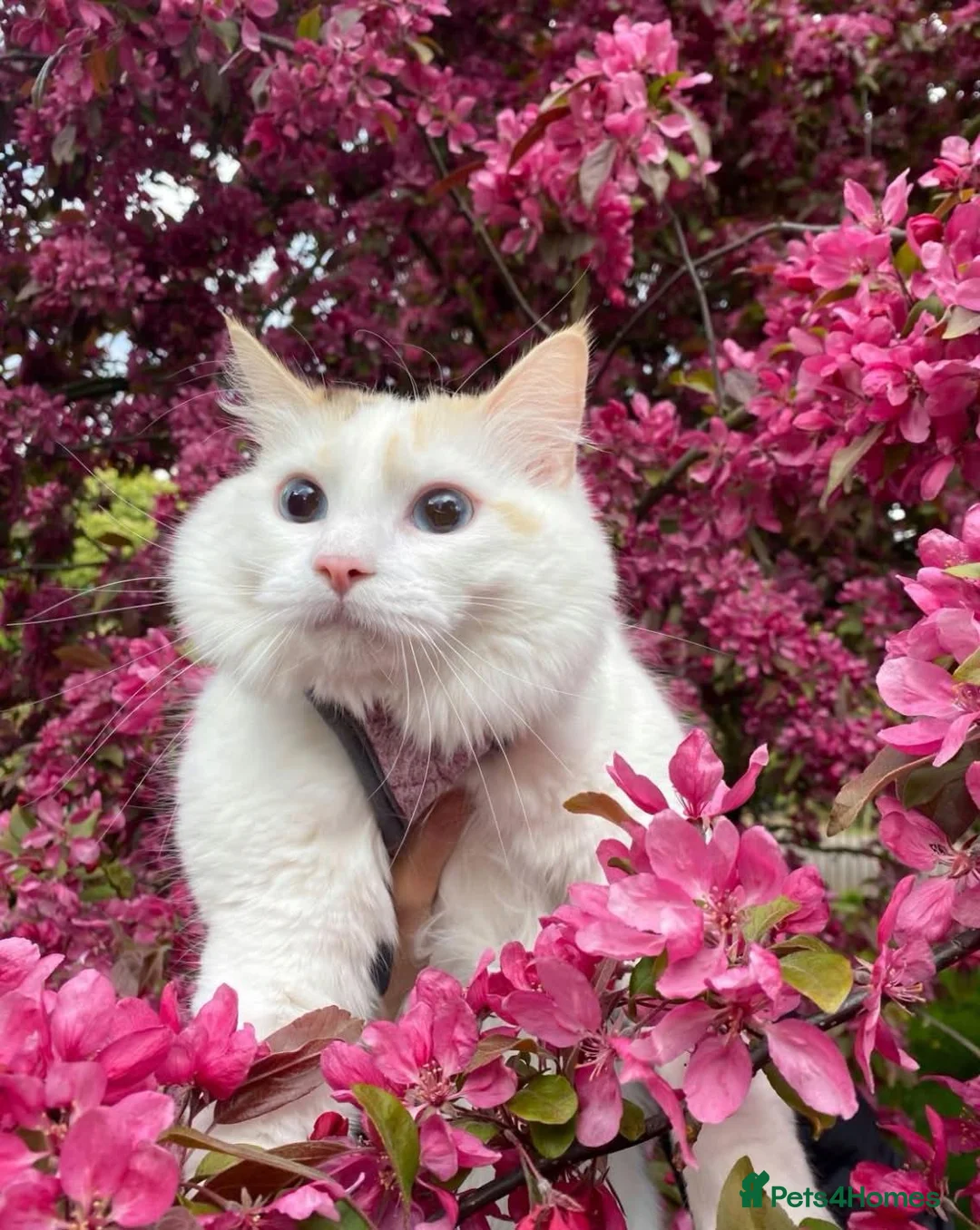 Ragdoll cats for sale: Tortie point ragdoll - Advert 2