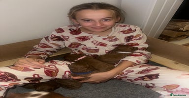 Cavapoo dogs 🐾 Beautiful F1 Cavapoos – Raised with Love  🐾 - Advert 1