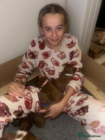 Cavapoo dogs 🐾 Beautiful F1 Cavapoos – Raised with Love 🐾 - Advert 1