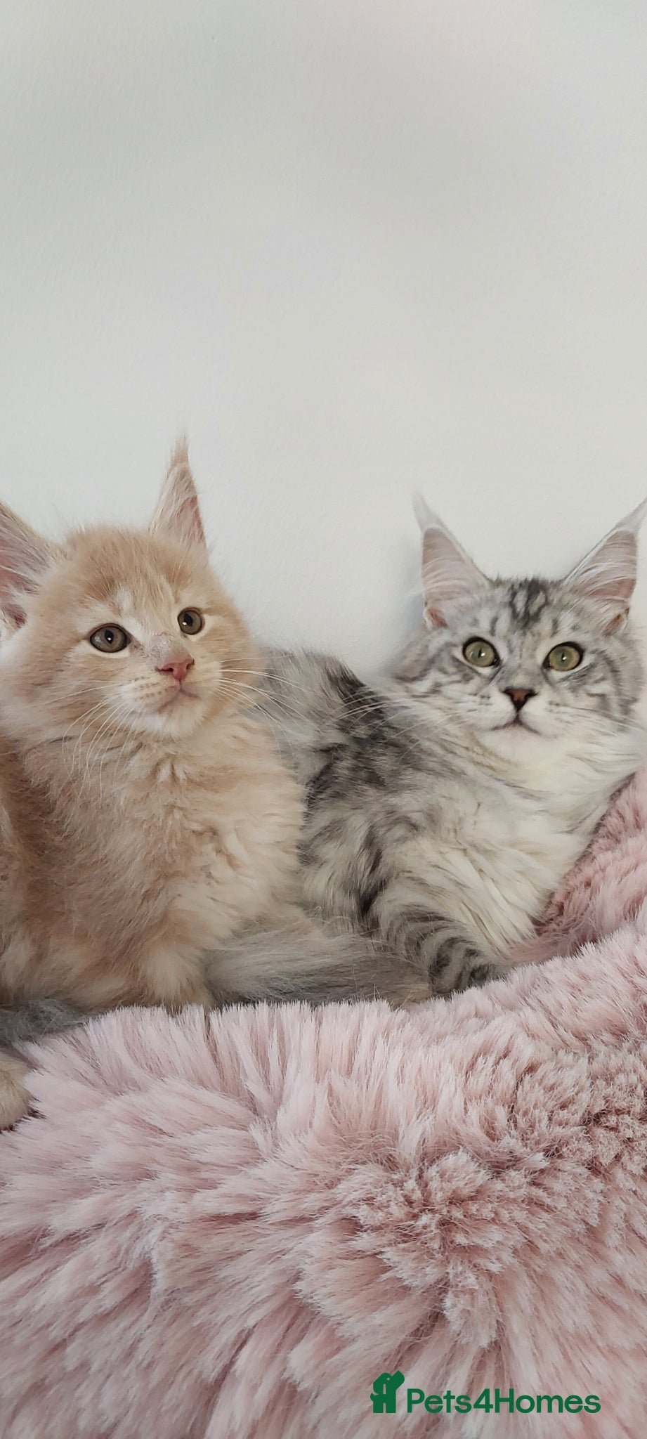 Maine Coon cats 👻😻Maine coon for sale👻😻 - Advert 2