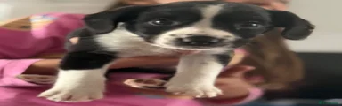Black and white girl puppy 5 