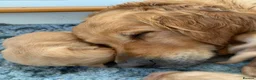 Golden Retriever dogs for sale: Golden Retriever puppies  in Saltburn-by-the-Sea - Advert 24