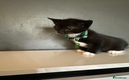 Mixed Breed cats for sale: Mixed breed kittens for sale - Image 8