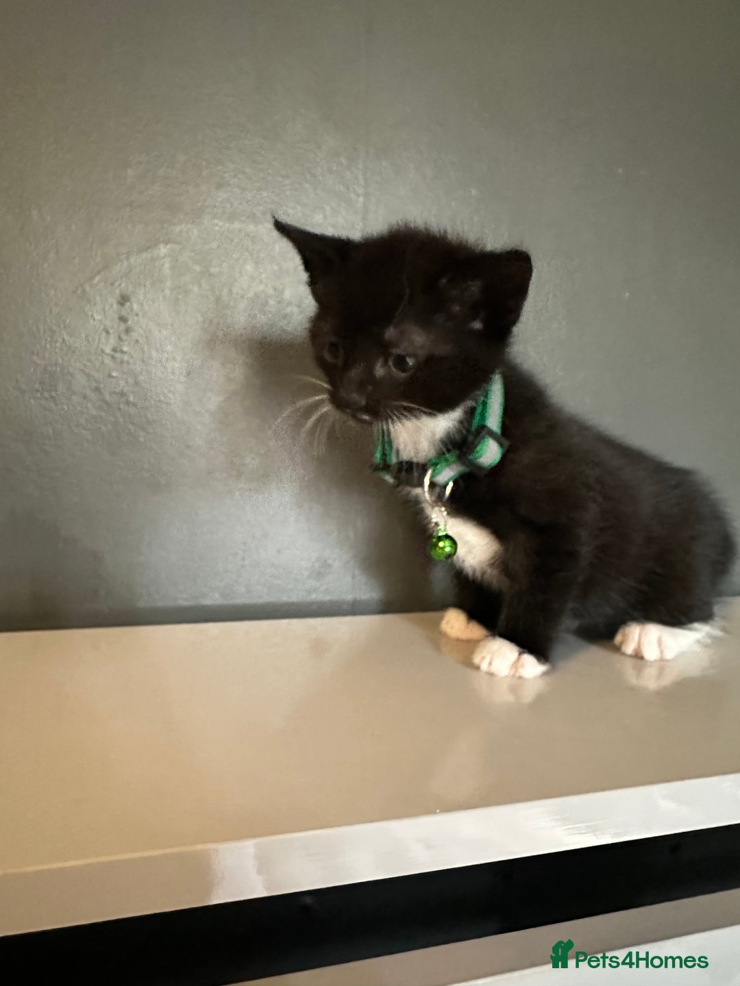 Mixed Breed cats for sale: Mixed breed kittens for sale - Image 8