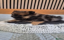 Pomeranian dogs for sale: Beautiful Pomeranian Puppies - Advert 6