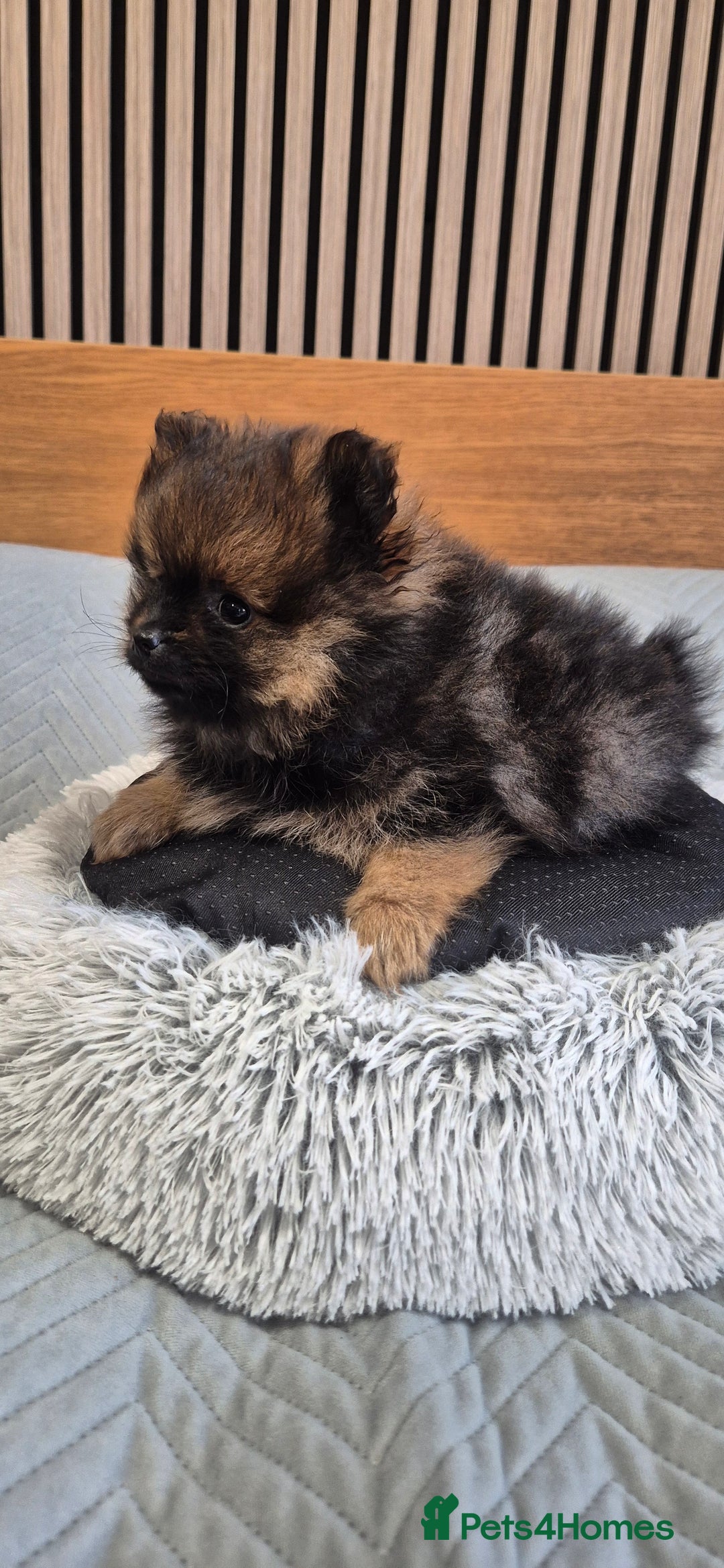 Pomeranian dogs for sale: Beautiful Pomeranian Puppies - Advert 6