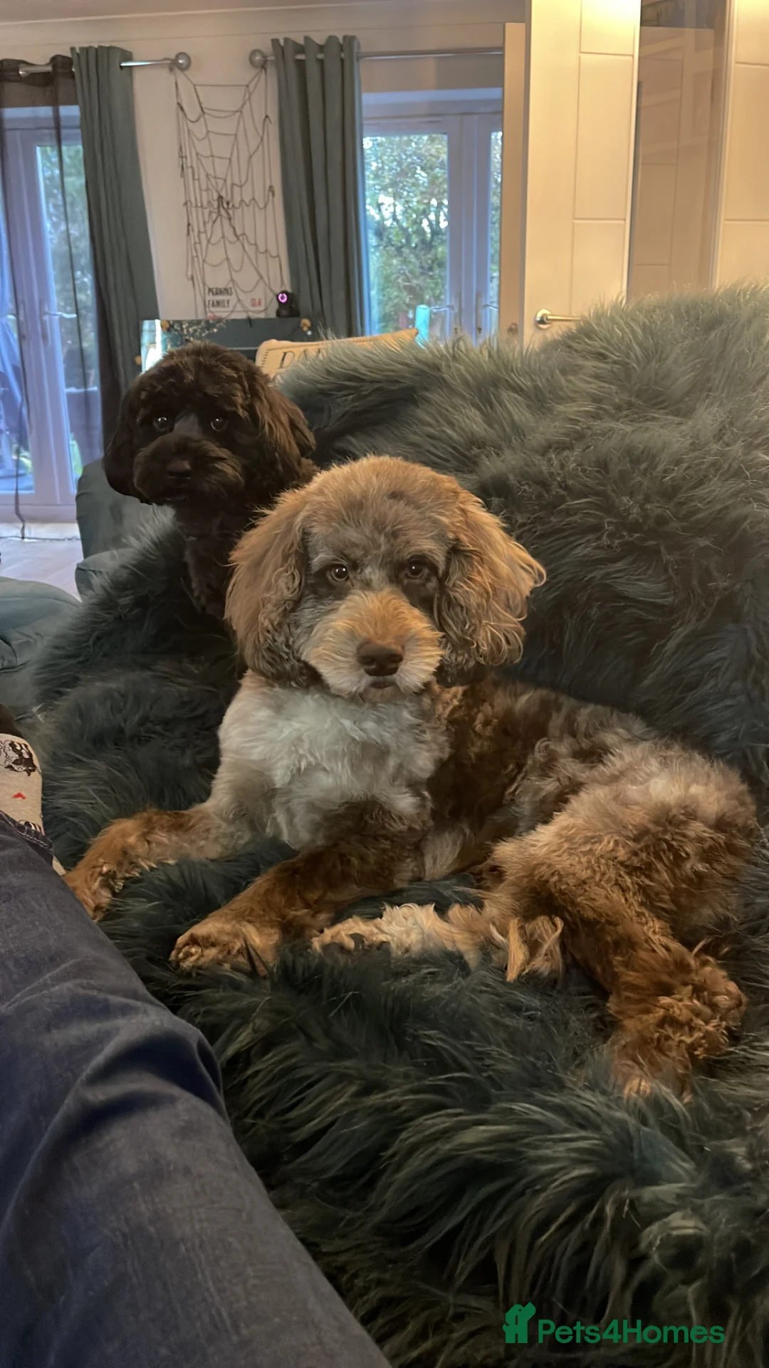 Cockapoo dogs for stud: Chocolate merle cockapoo DNA tested for stud - Advert 1