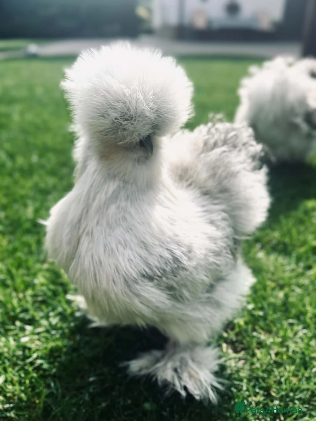 Chickens poultry for sale: 6x Silkies USA Hatching Eggs Collection OrDelivery - Advert 2