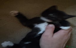 Domestic Shorthair cats for sale: 2 beautiful boy kittens  - Image 19