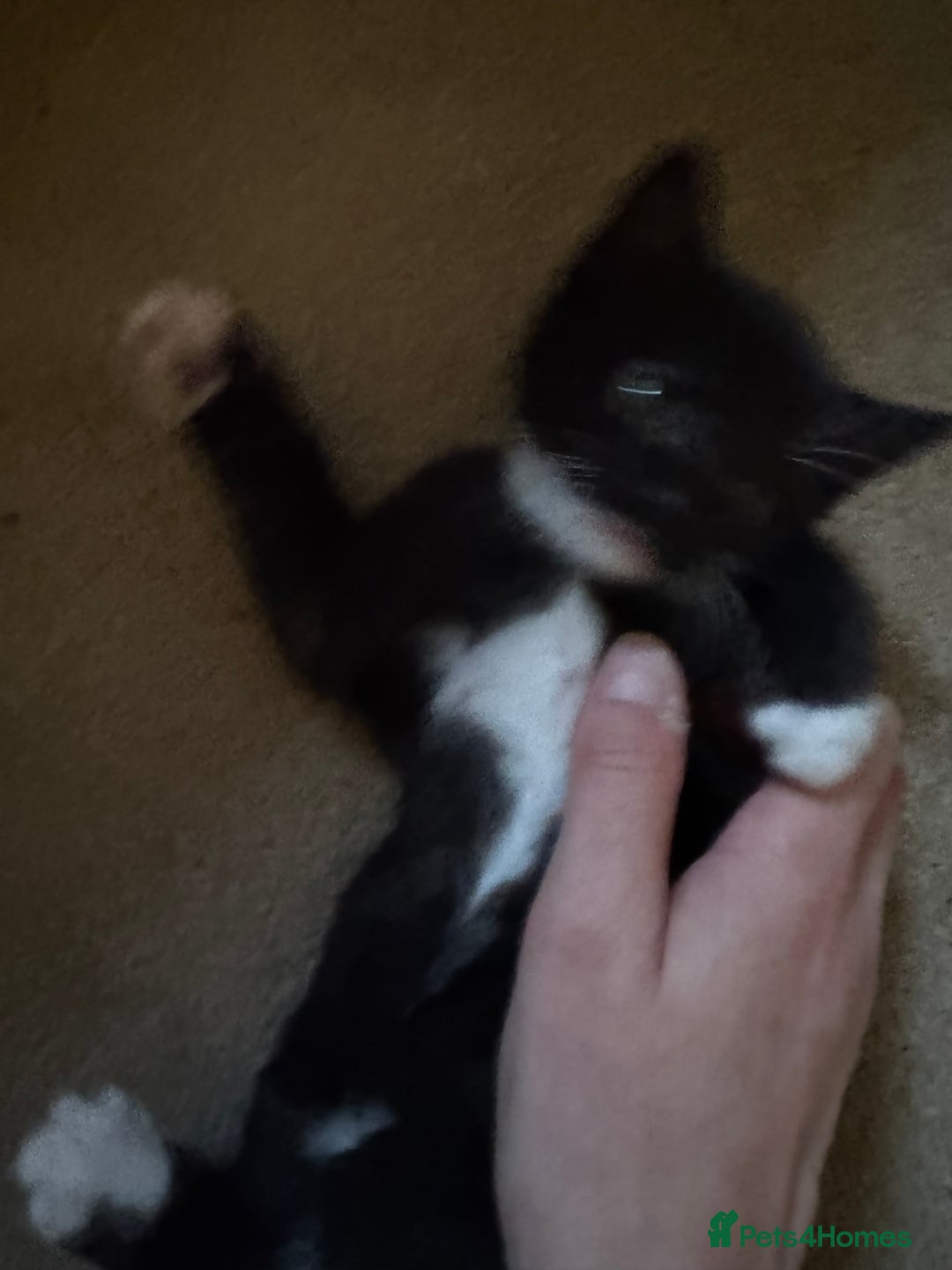 Domestic Shorthair cats for sale: 2 beautiful boy kittens  - Image 19