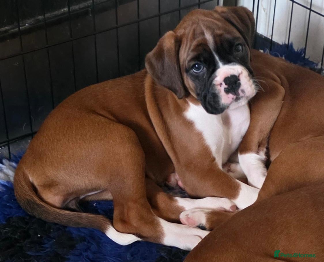 Boxer dogs Beautiful Red & White, boxer puppy 1 girl left. - Advert 3
