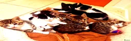 Mixed Breed cats for sale: Sweet Kittens Raised with Love and Children - Advert 4