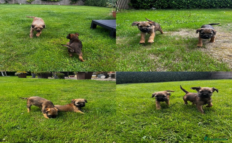 Border Terrier dogs - Advert 3