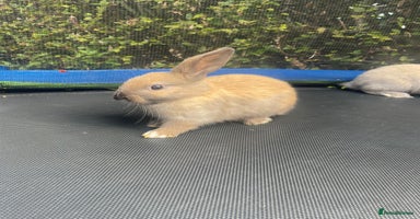 Mini Lop rabbits - Advert 5