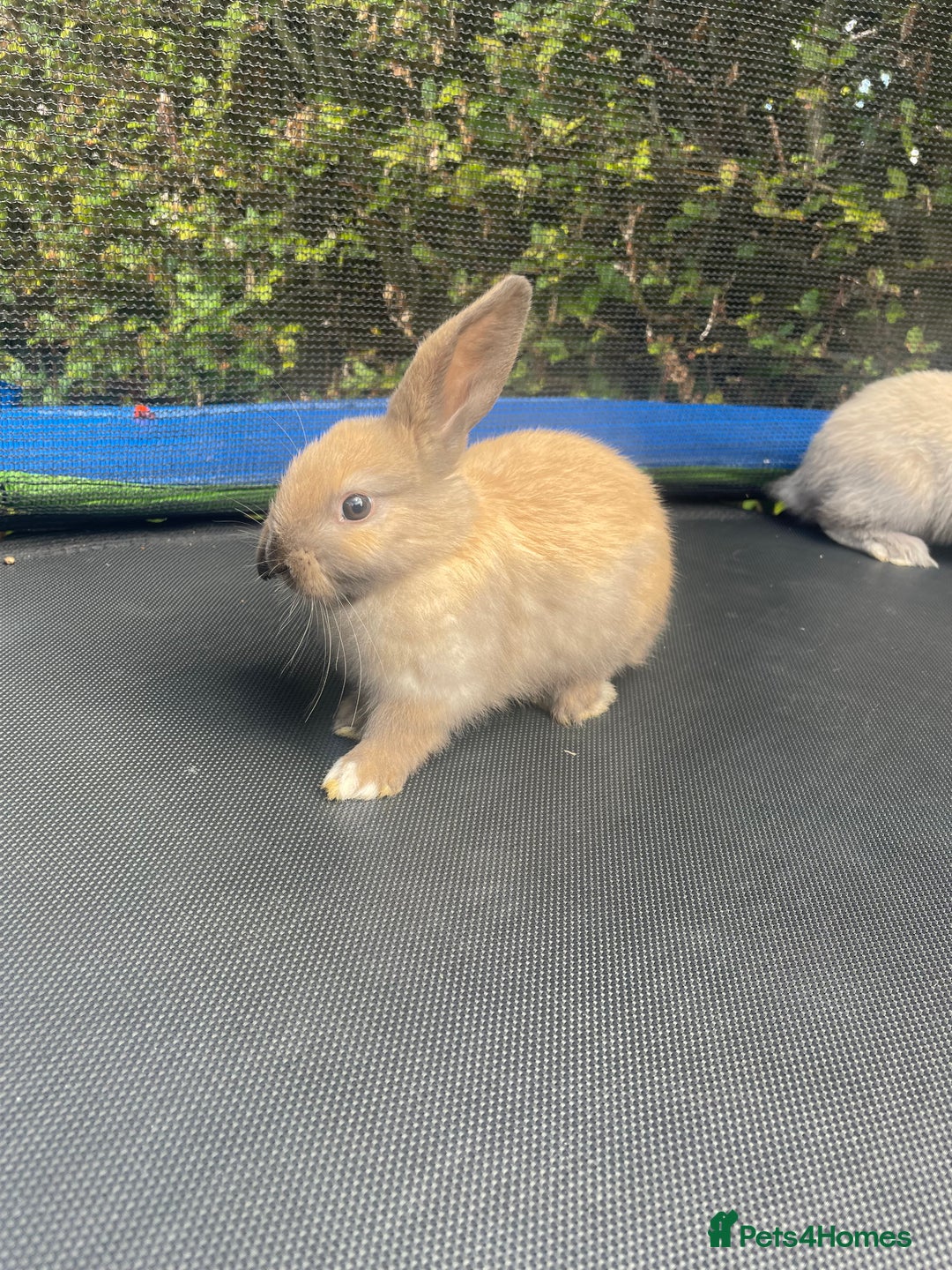 Mini Lop rabbits for sale: Mini Lop Buck - Image 2